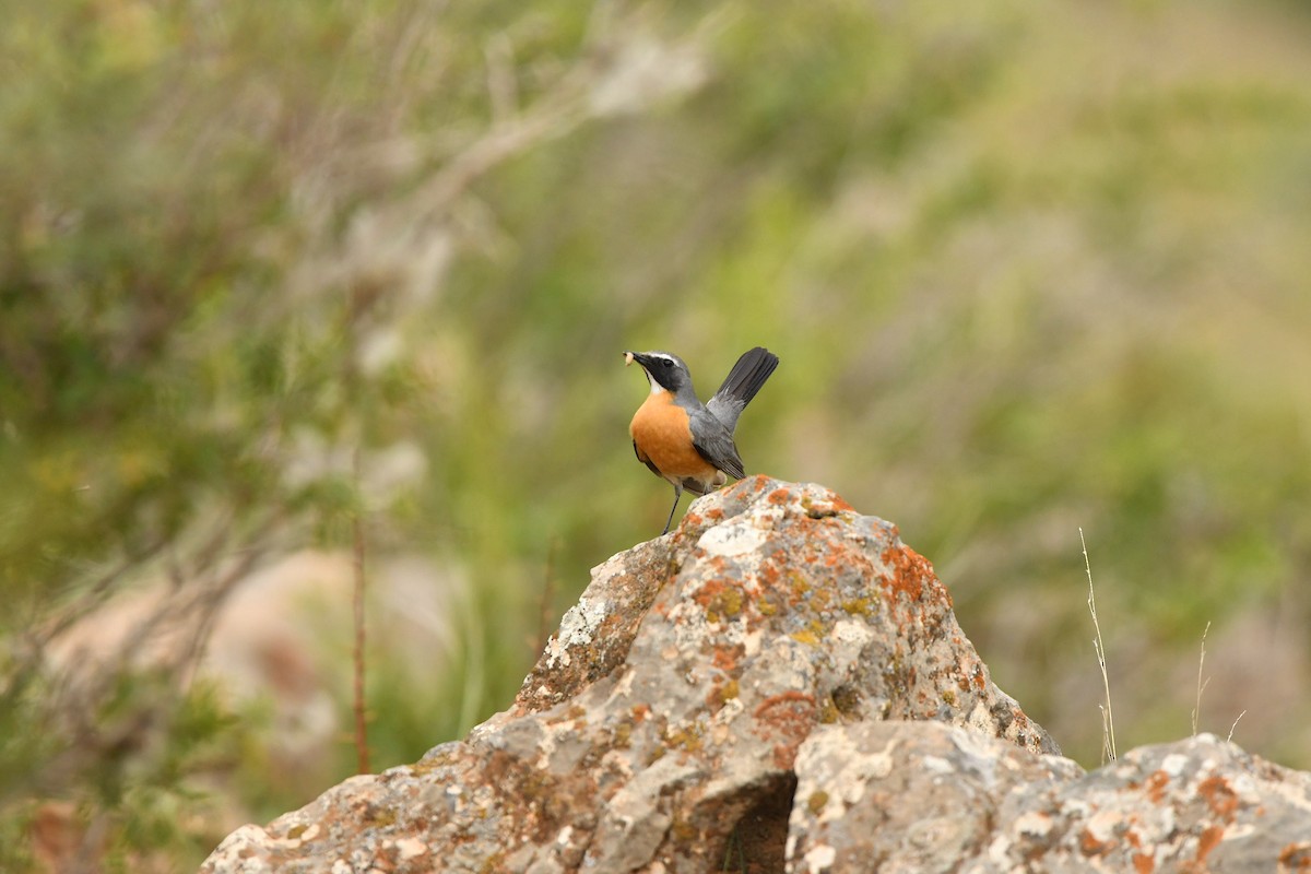 White-throated Robin - ML631473304