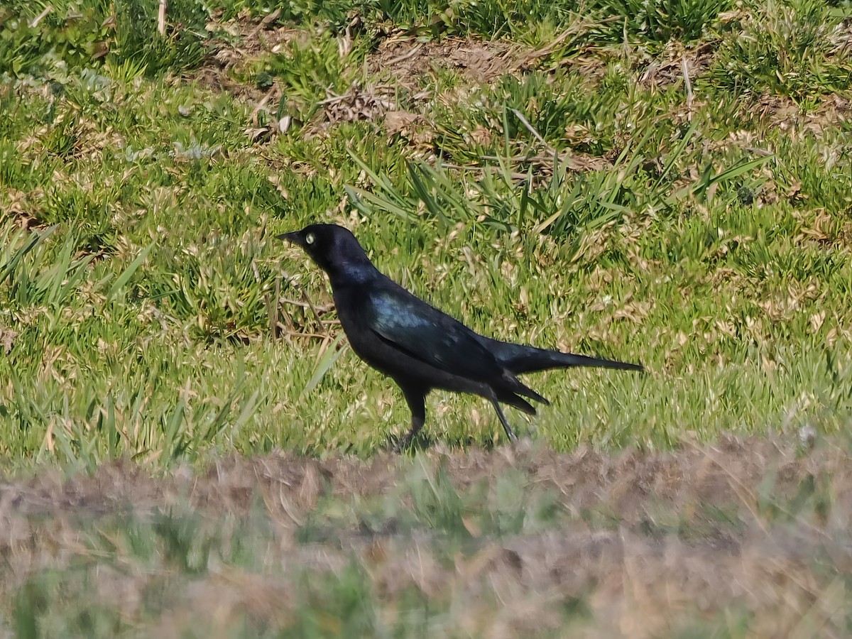 Brewer's Blackbird - ML631473305