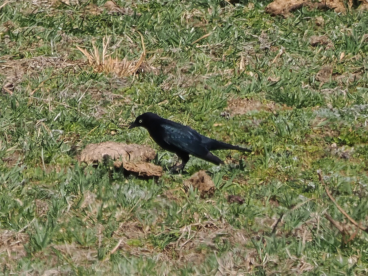 Brewer's Blackbird - ML631473306