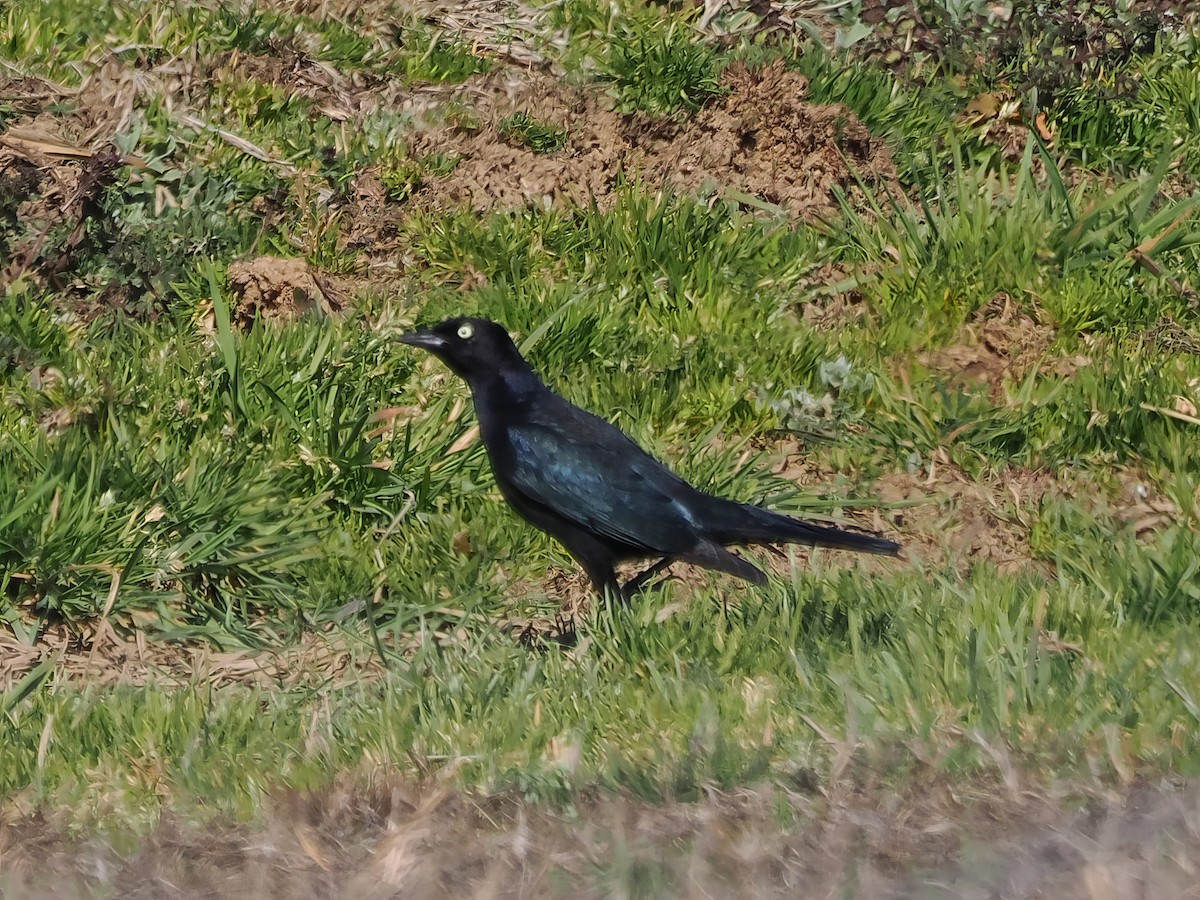 Brewer's Blackbird - ML631473308
