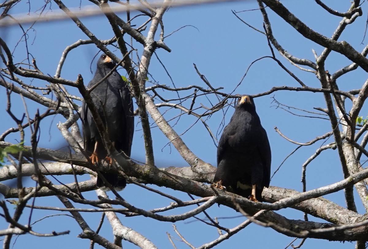 Common Black Hawk - ML631473310