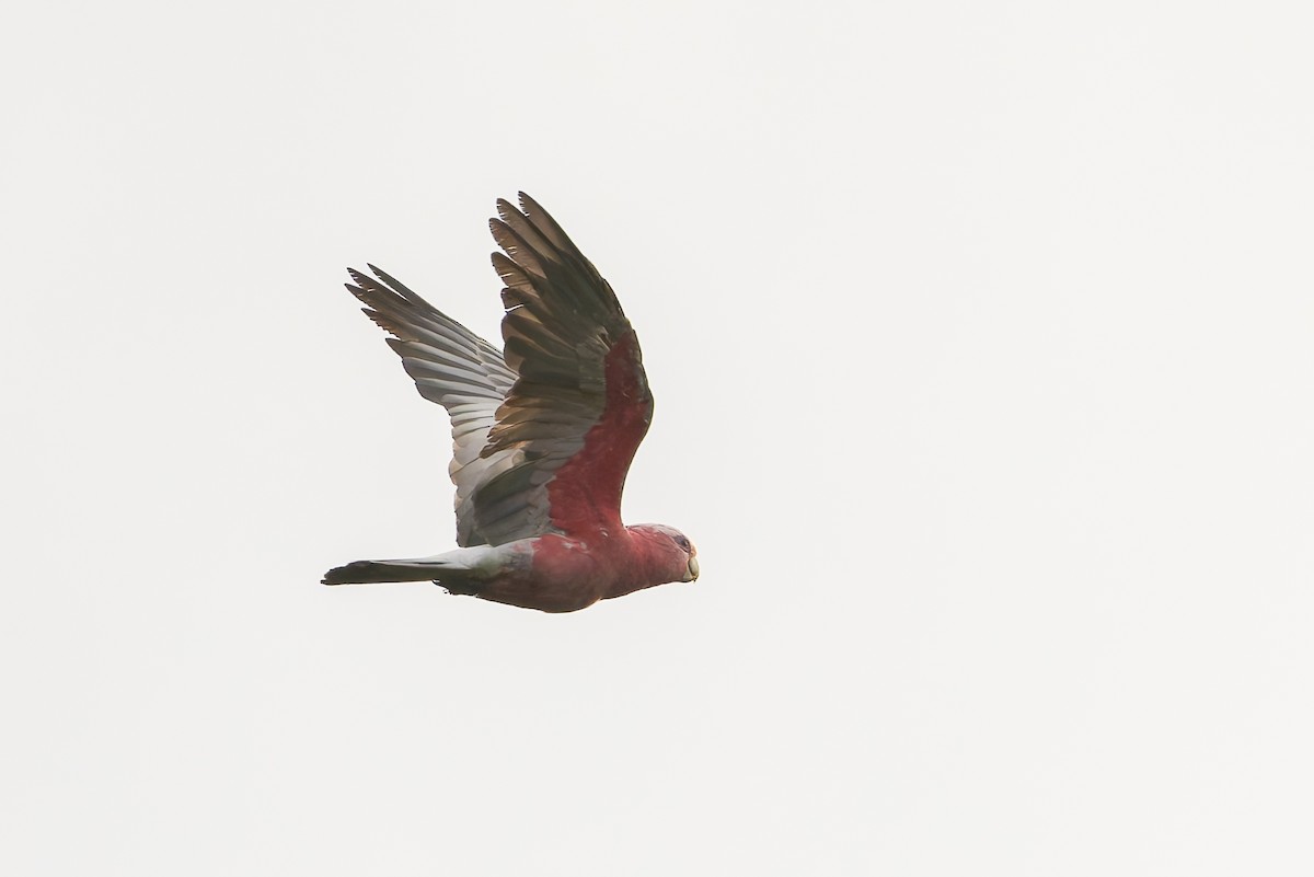 Galah - ML631473332