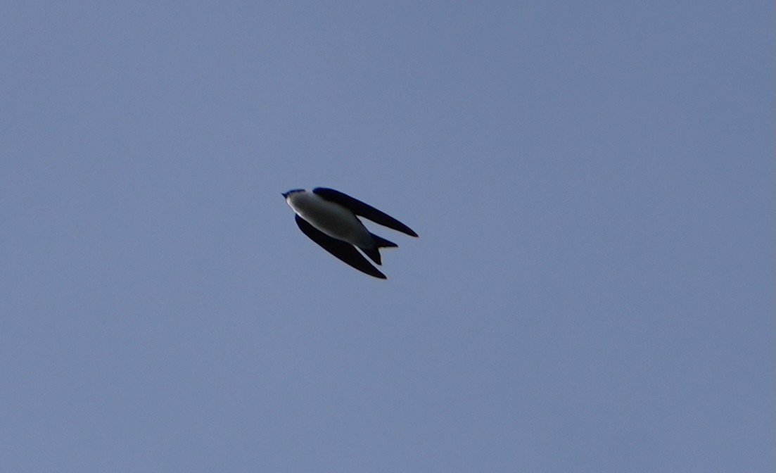 Golden Swallow - ML631473351
