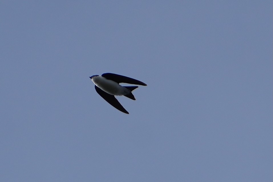 Golden Swallow - ML631473352