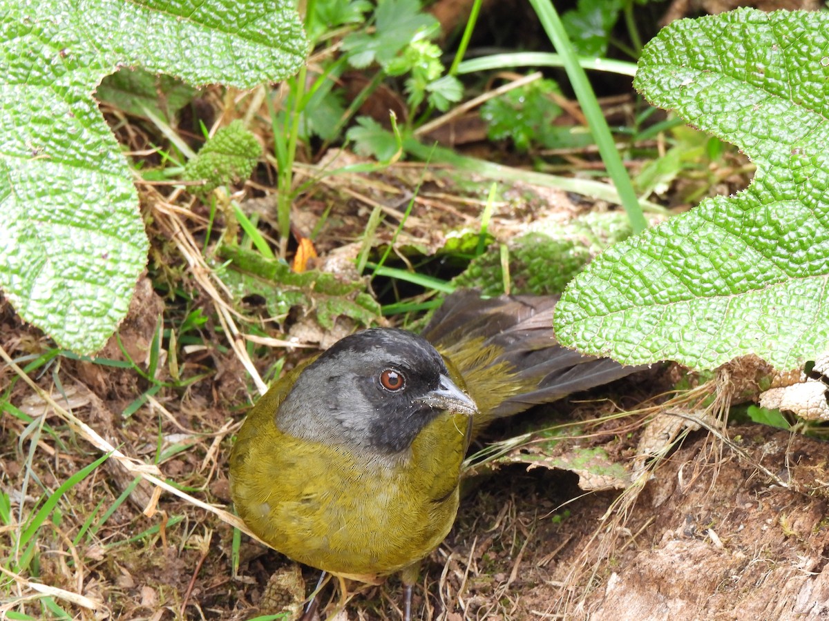 Large-footed Finch - ML631473521