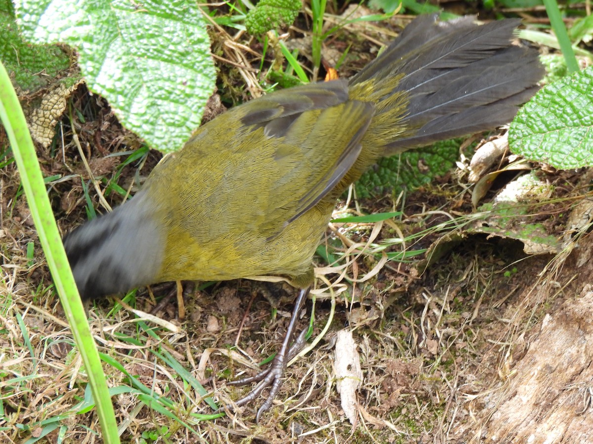 Large-footed Finch - ML631473534