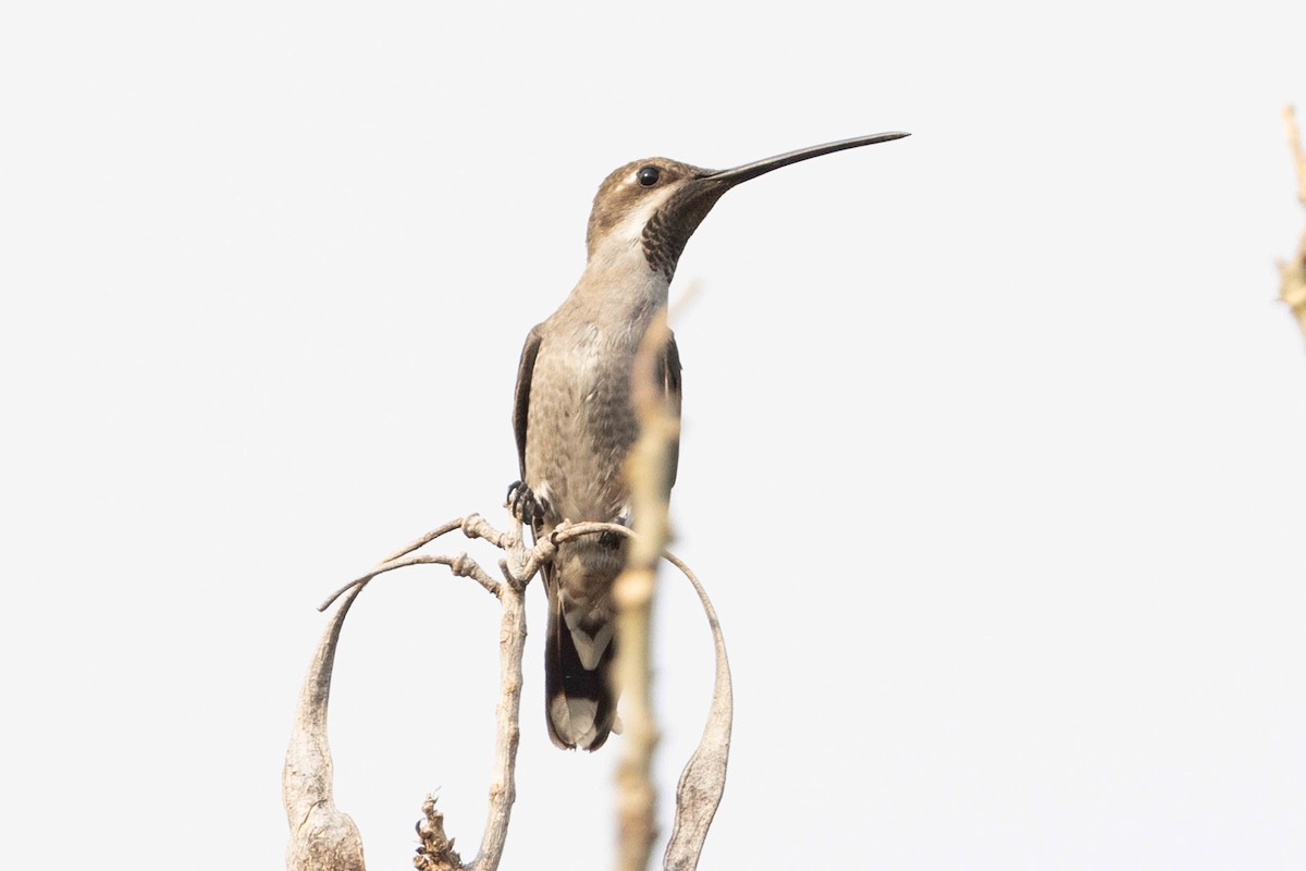 Plain-capped Starthroat - ML631473584