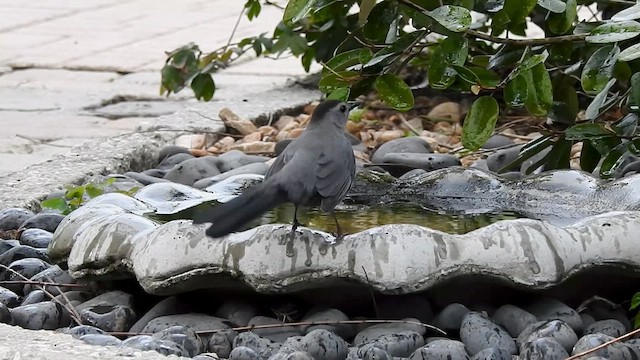 Gray Catbird - ML631473618