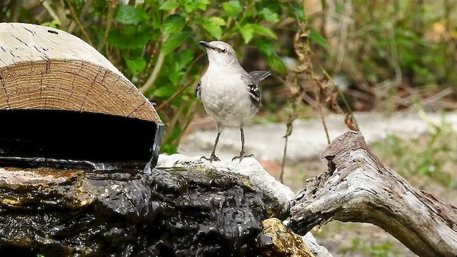 Northern Mockingbird - ML631473695
