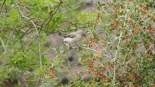Northern Mockingbird - ML631473736