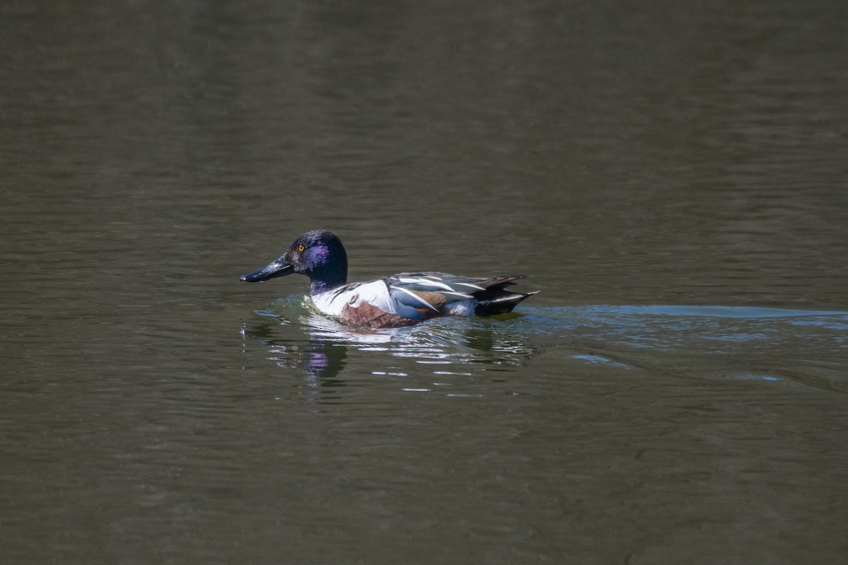 Халбага нугас - ML631473931
