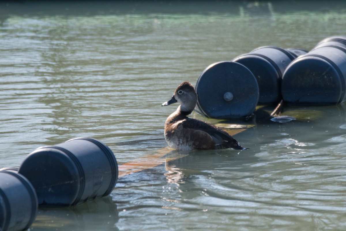 Ring-necked Duck - ML631473934