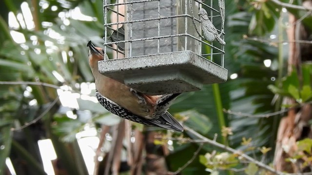 Red-bellied Woodpecker - ML631473965