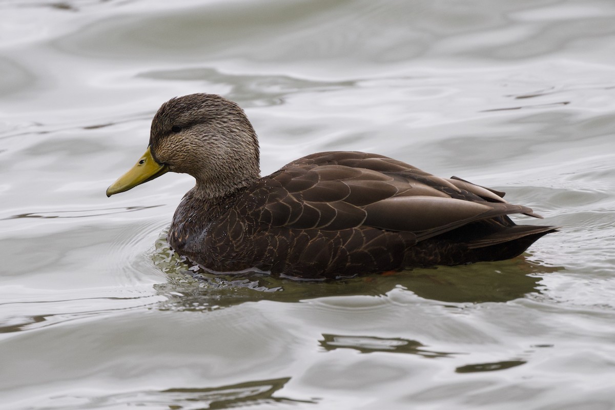 American Black Duck - ML631474049