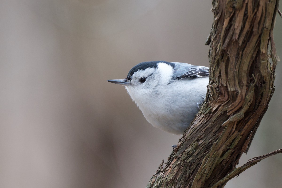 White-breasted Nuthatch - ML631474058