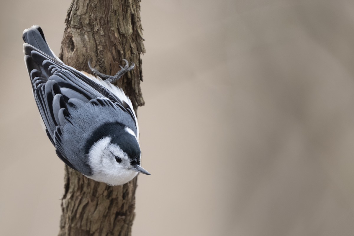 White-breasted Nuthatch - ML631474060