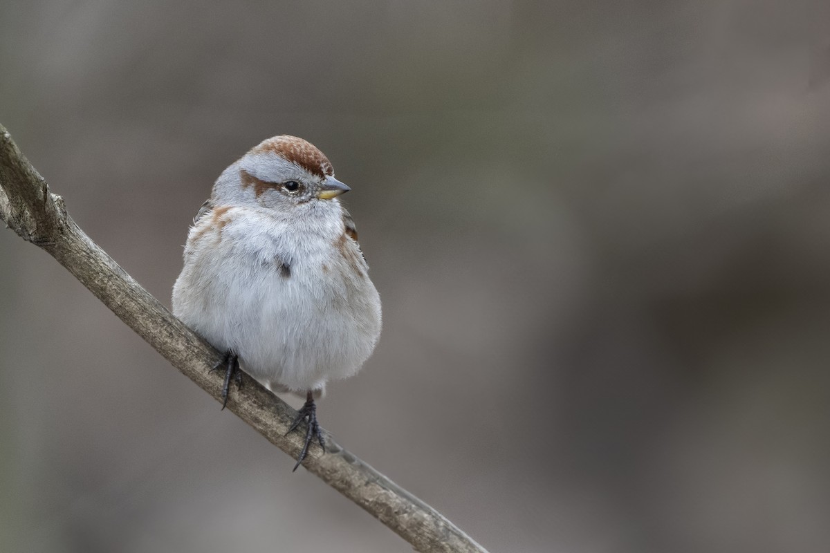 American Tree Sparrow - ML631474069