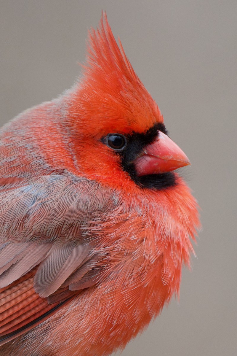Northern Cardinal - ML631474081