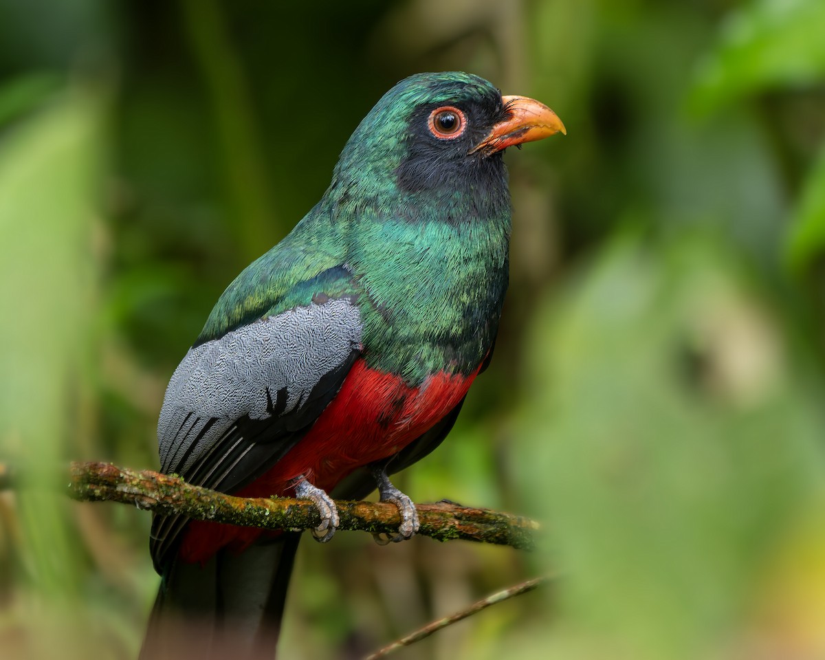 Slaty-tailed Trogon - ML631474087