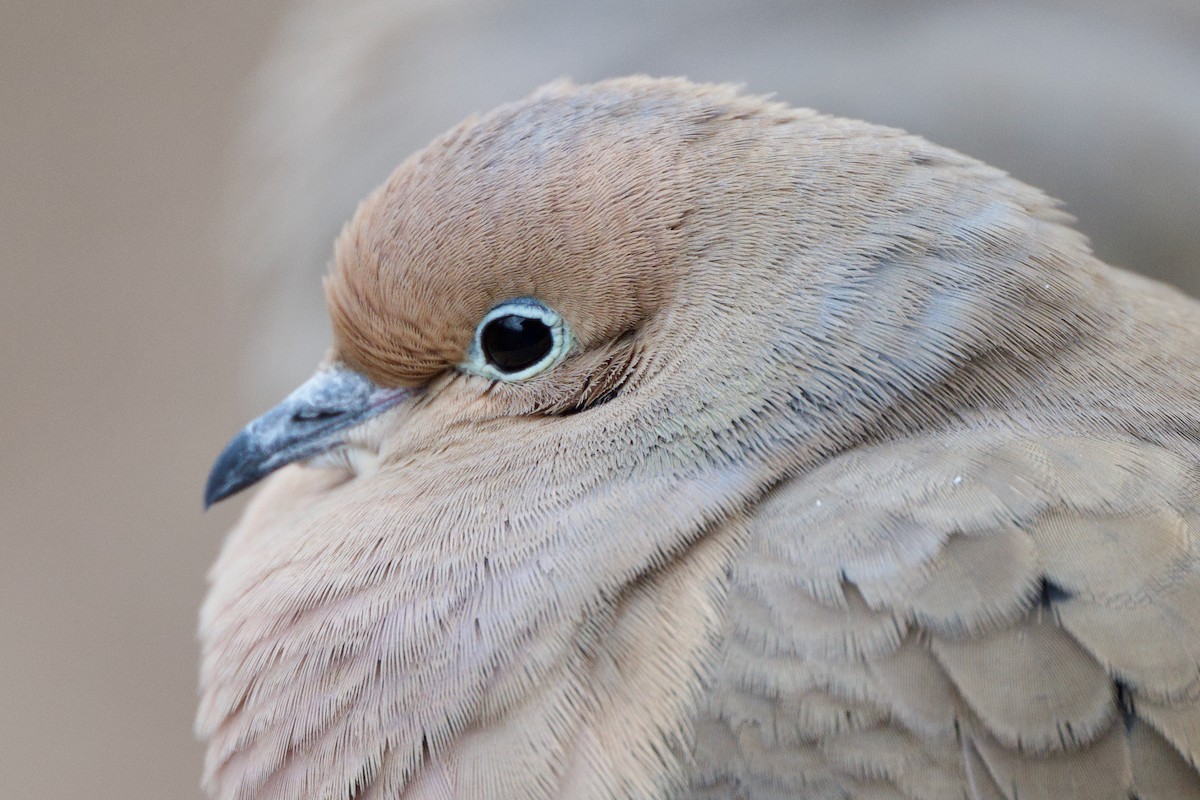 Mourning Dove - ML631474094