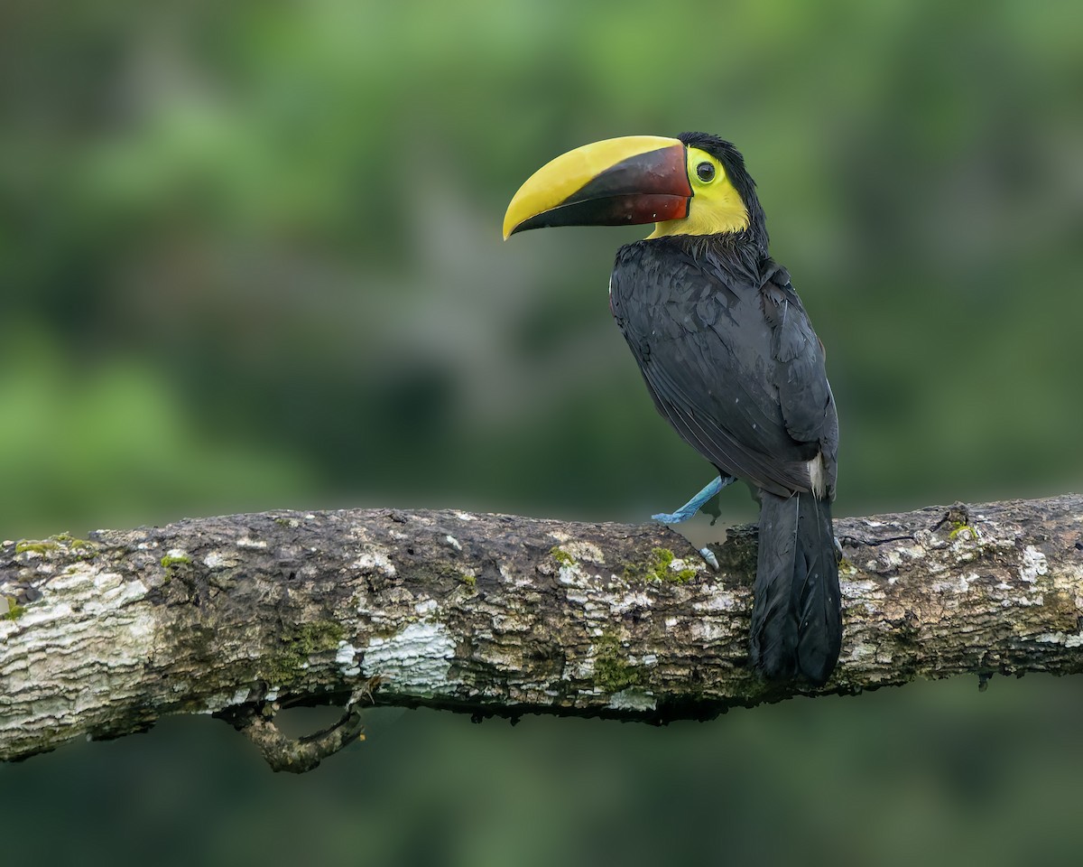 Yellow-throated Toucan - ML631474136