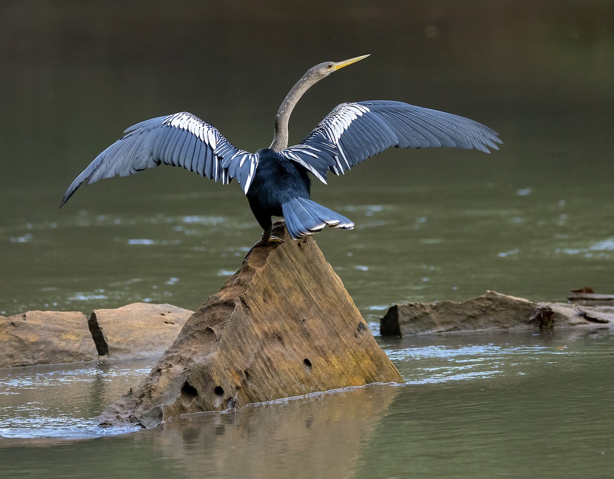 Anhinga - ML631474142