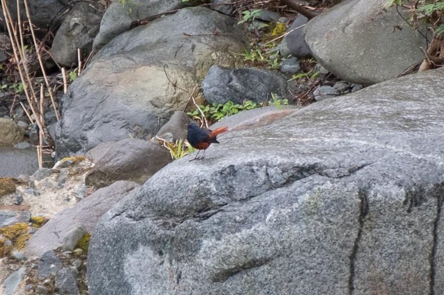 Luzon Redstart - ML631474221