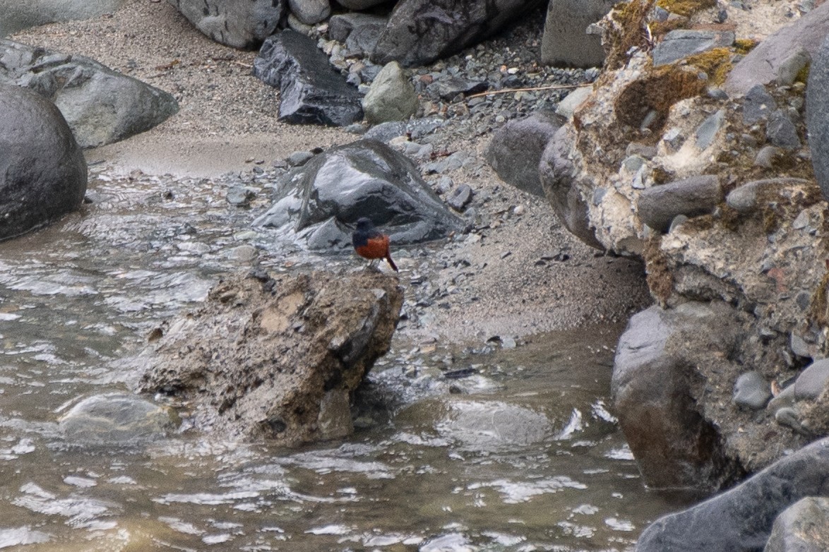 Luzon Redstart - ML631474222
