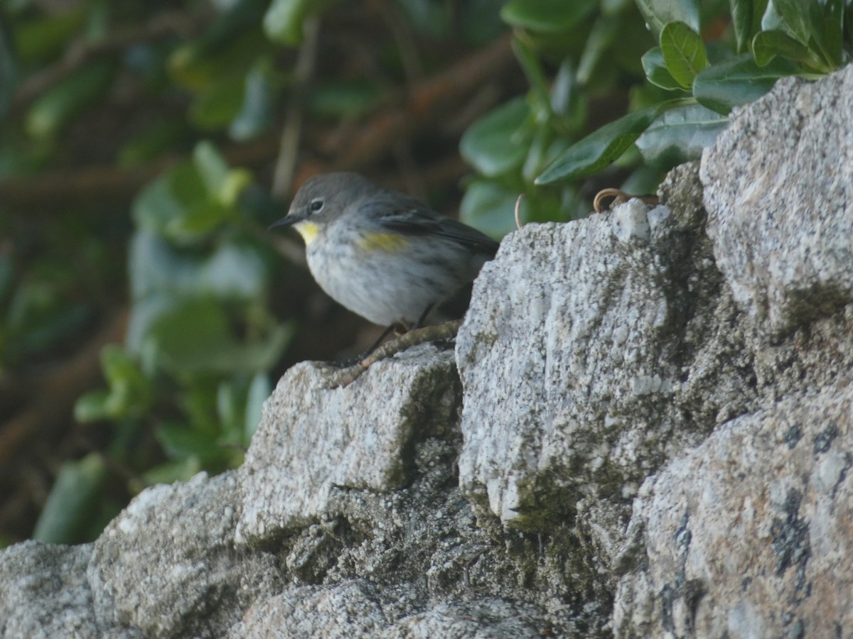 Yellow-rumped Warbler (Audubon's) - ML631474306