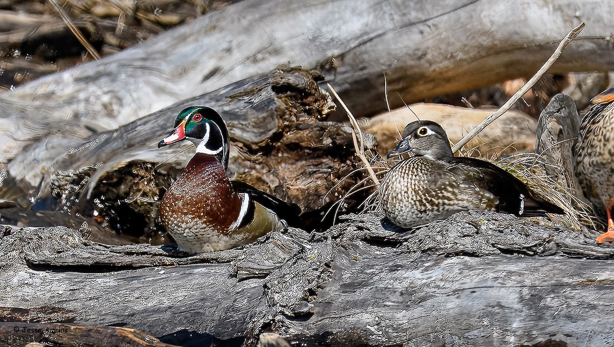 Wood Duck - ML631474333