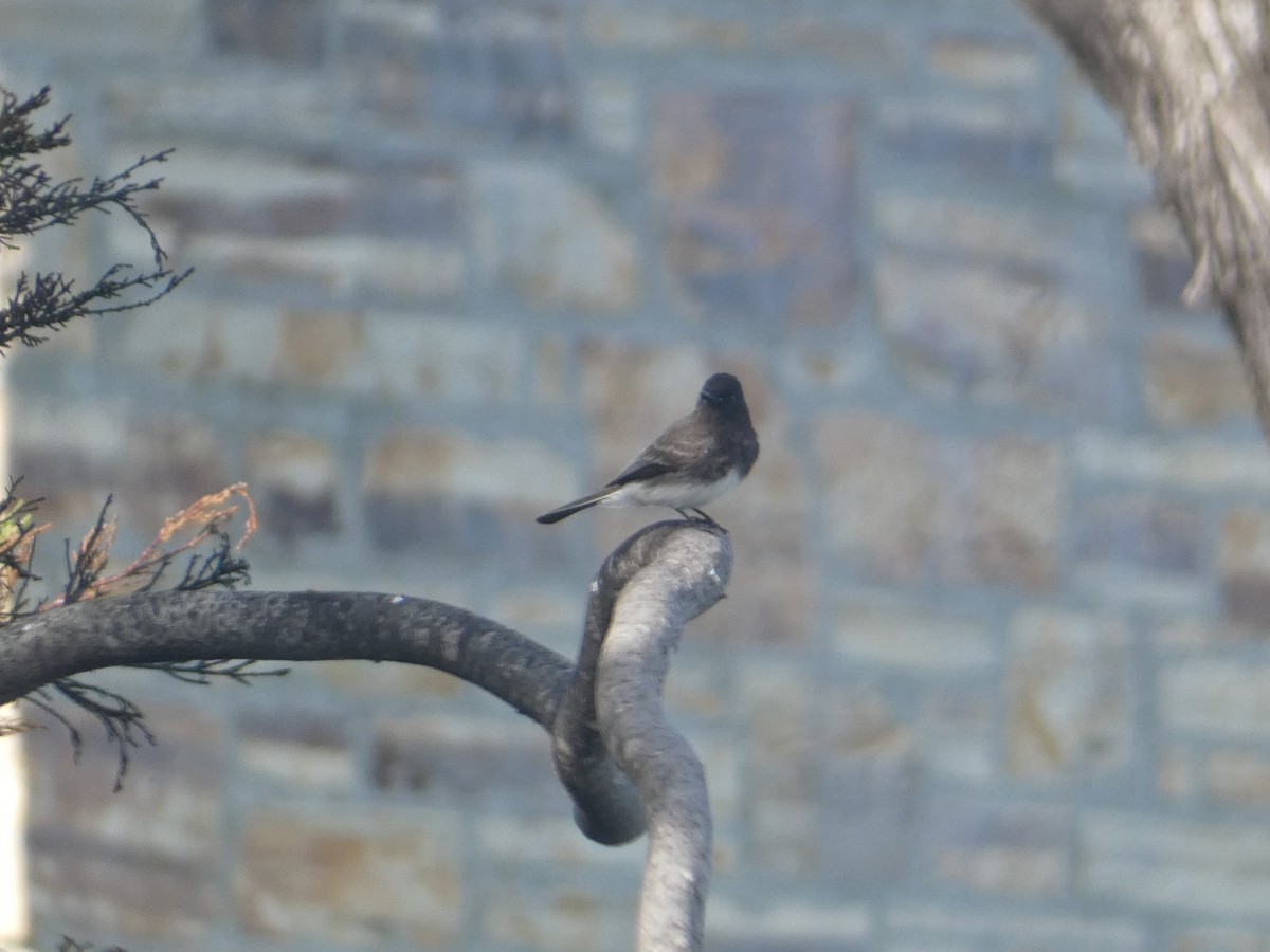 Black Phoebe - ML631474353