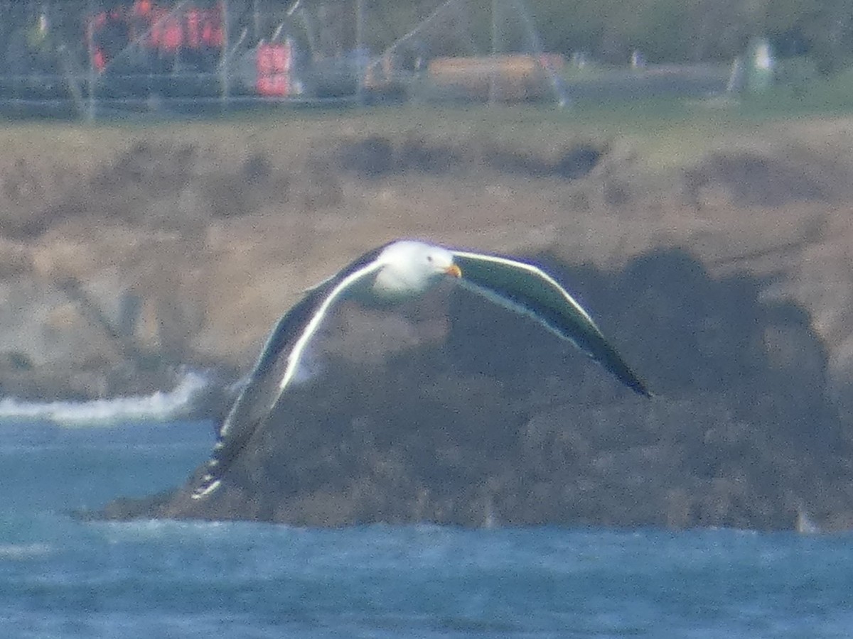 Western Gull - ML631474405
