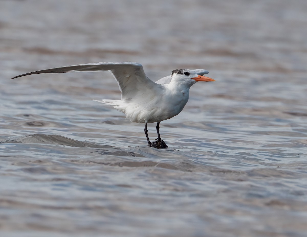 Royal Tern - ML631474407