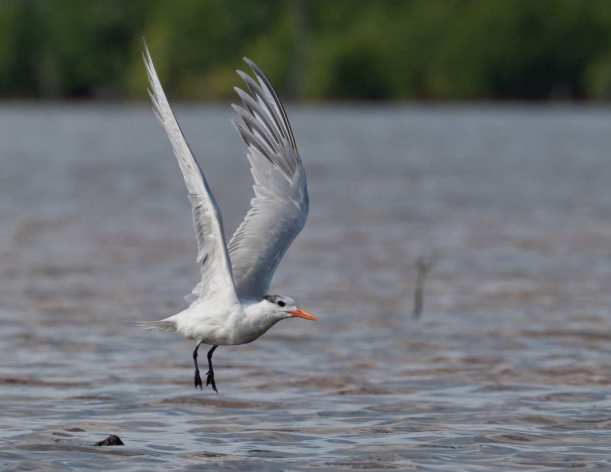 Royal Tern - ML631474408