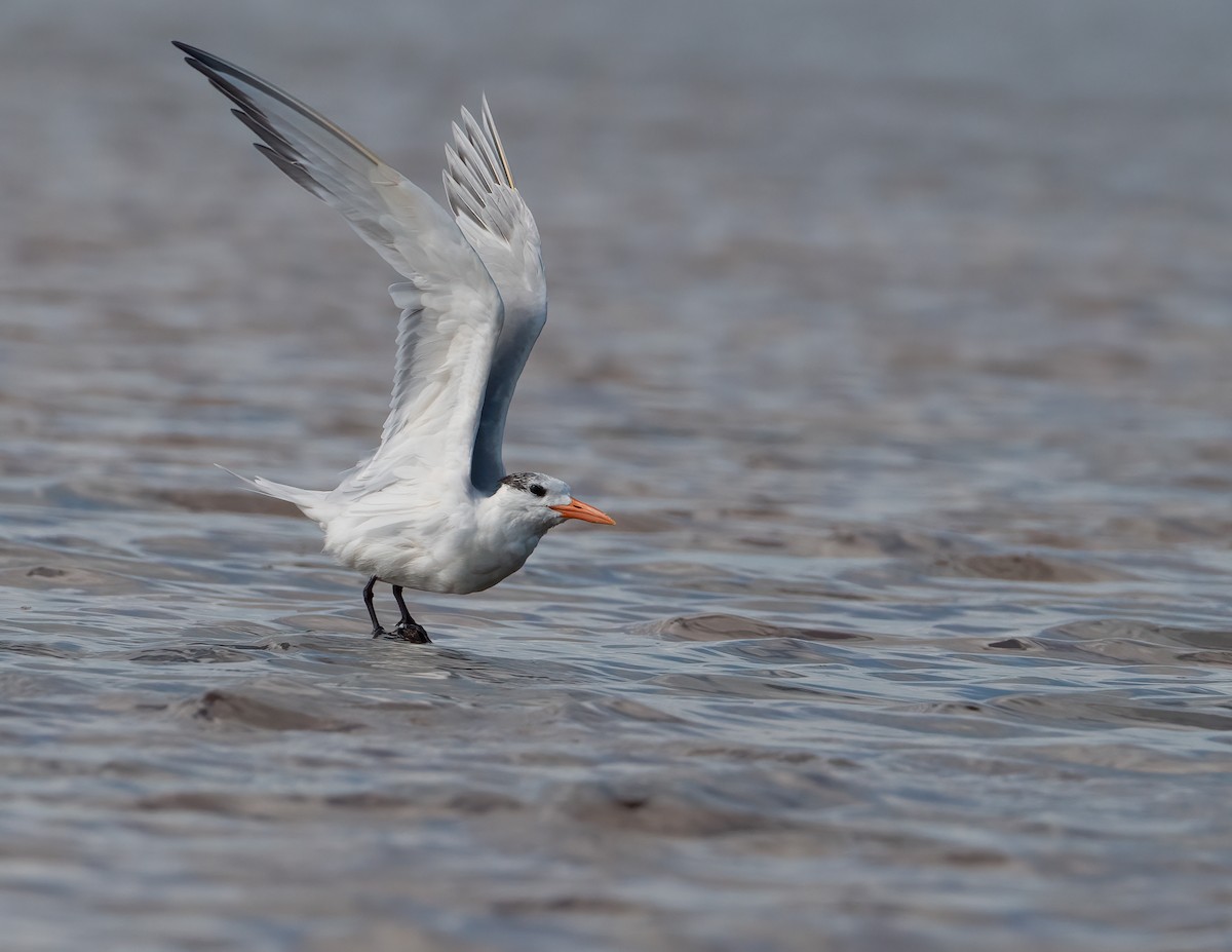 Royal Tern - ML631474409