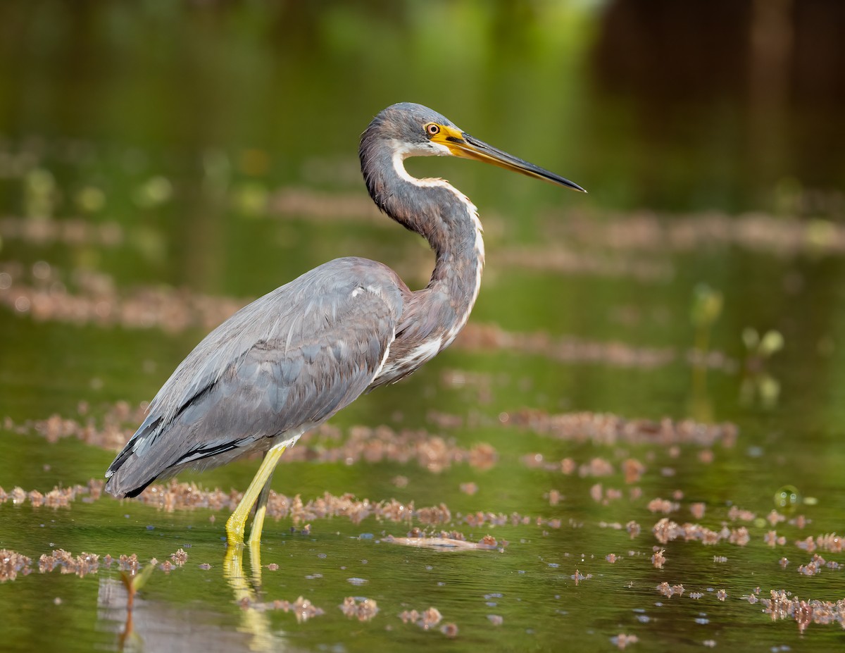 Tricolored Heron - ML631474427