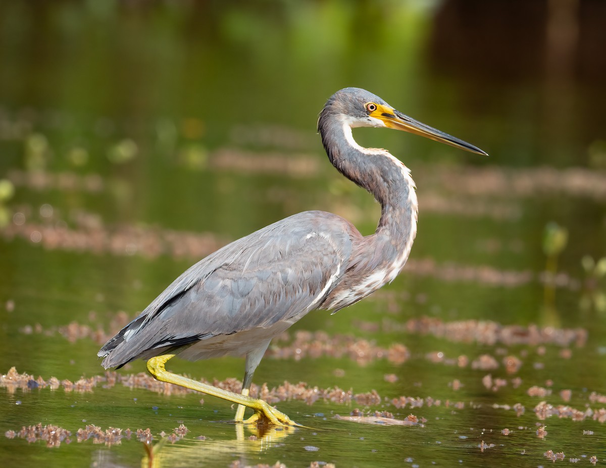 Tricolored Heron - ML631474428