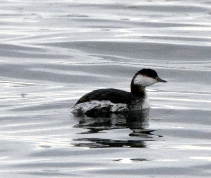 Horned Grebe - ML631474490