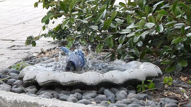 Blue Jay - ML631474525
