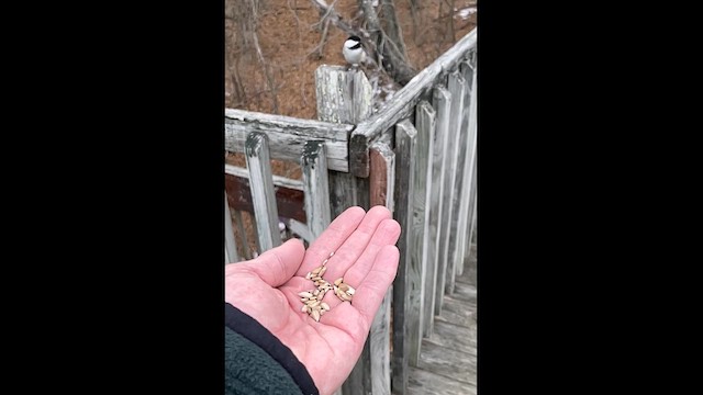 Black-capped Chickadee - ML631474544