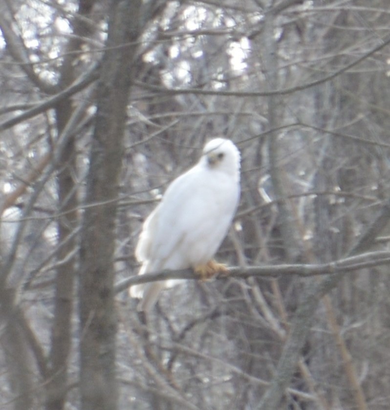 Red-tailed Hawk - ML631474784