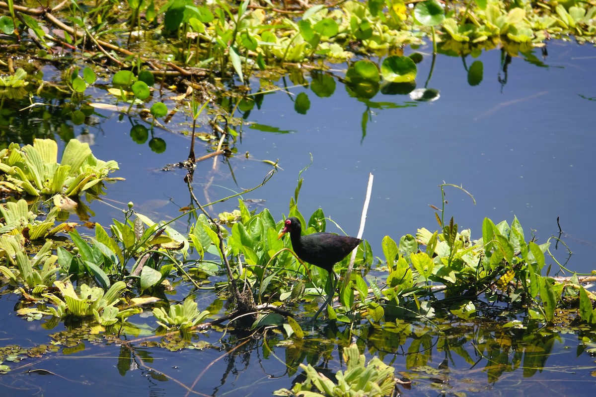 Wattled Jacana - ML631474810
