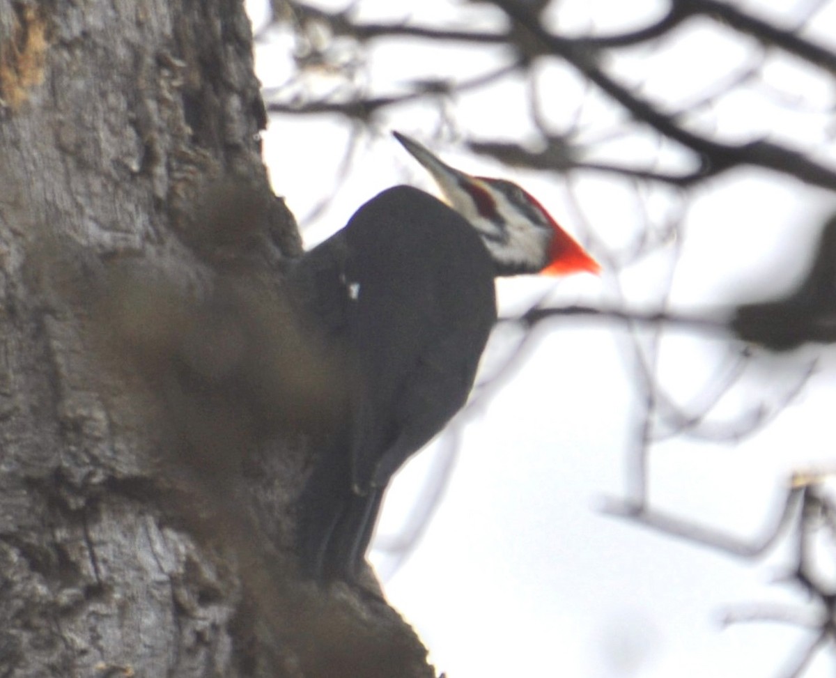 Pileated Woodpecker - ML631474885