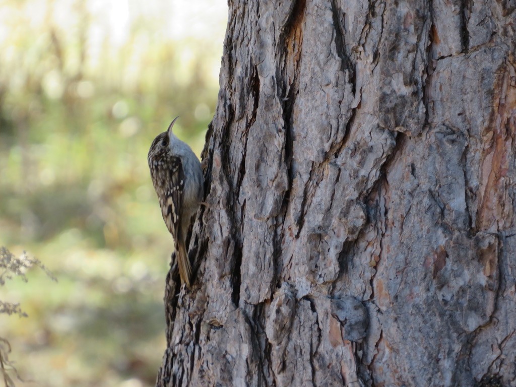 Brown Creeper - ML631474892