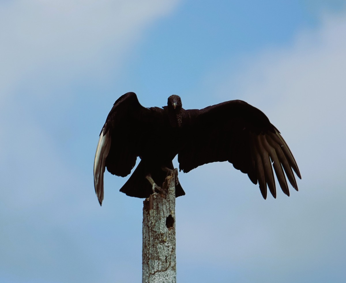 Black Vulture - ML631474900