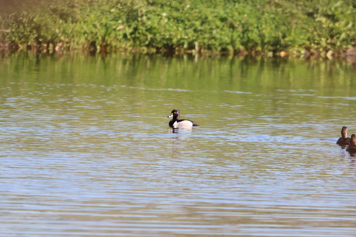 Ring-necked Duck - ML631474933