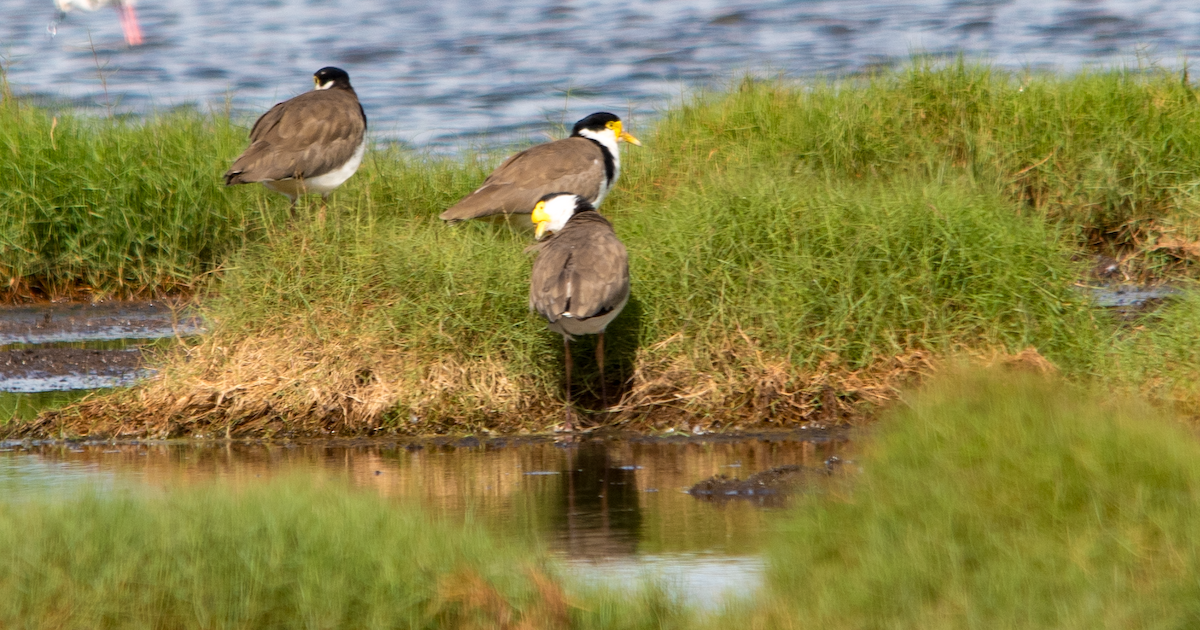 Masked Lapwing - ML631474989