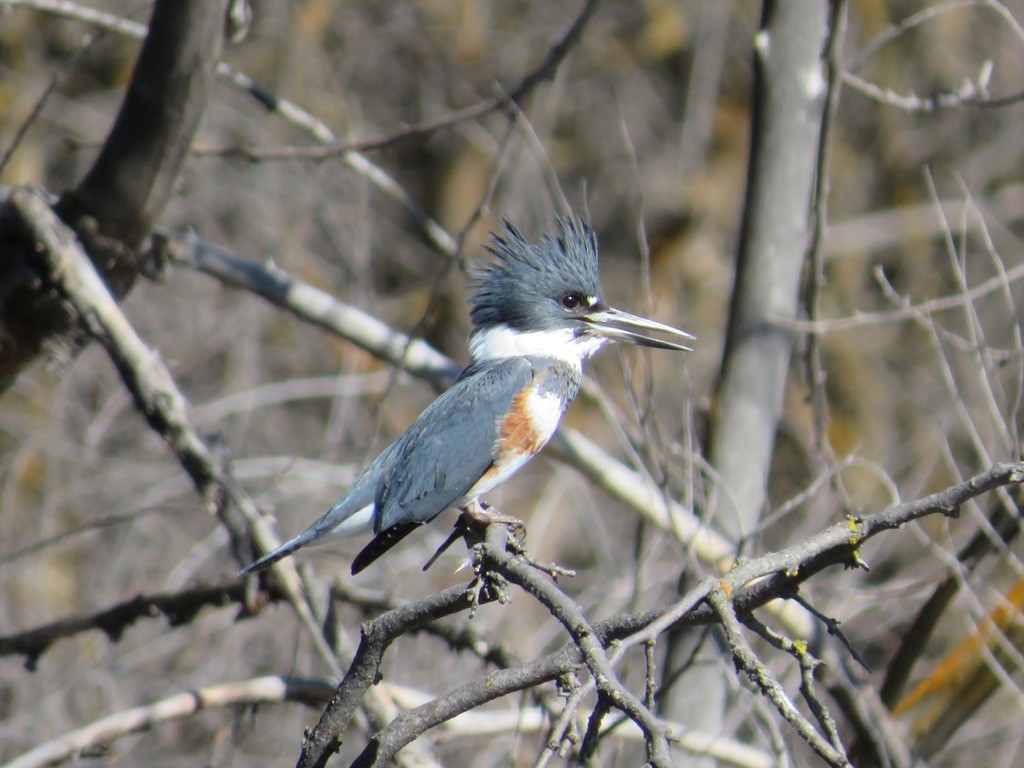 Belted Kingfisher - ML631475124