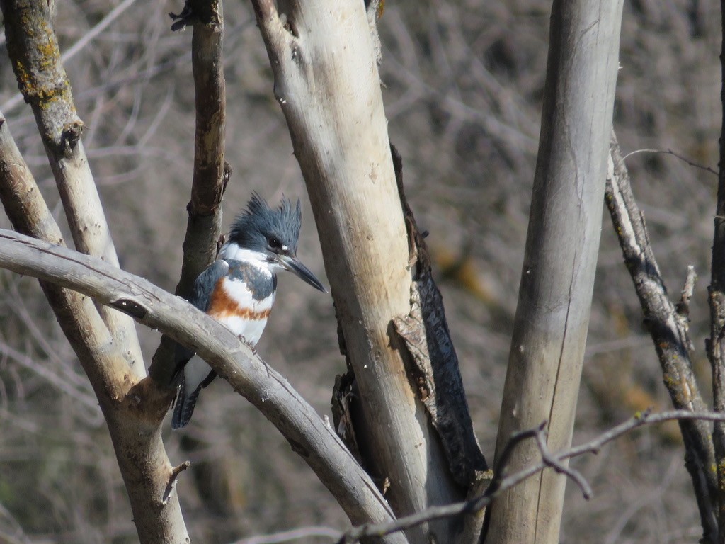 Belted Kingfisher - ML631475141