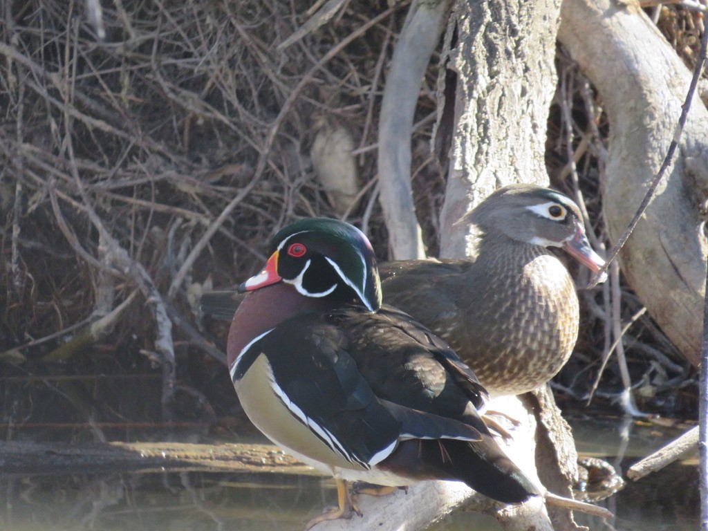 Wood Duck - ML631475165